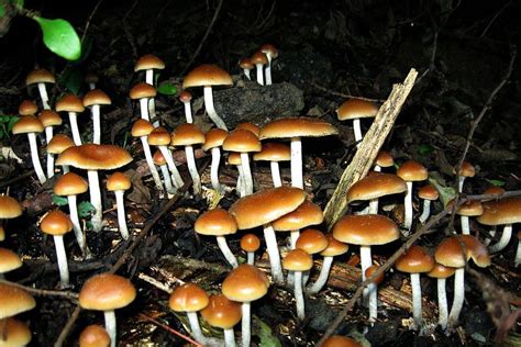 Scientists Figured Out How Shrooms Open Your Mind The Verge