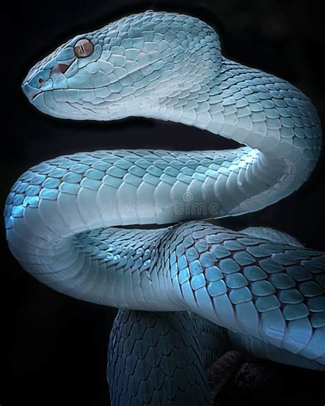 Poisonous Blue Insularis Viper Snake Stock Photo Image Of Snakes