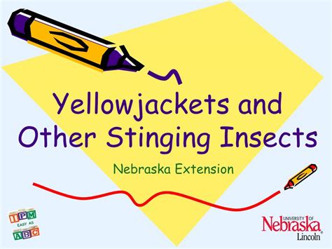 Yellowjackets And Other Stinging Insects Nebraska Extension Types Of