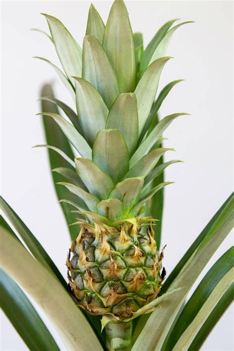Alles Was Sie über Ananas Pflanze Pflege Wissen Müssen