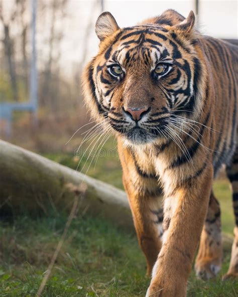 Majestic Bengal Tiger Walking In Its Natural Habitat Stock Image