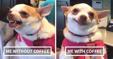 58 Tweets That People Who Cant Live Without Coffee Will Understand
