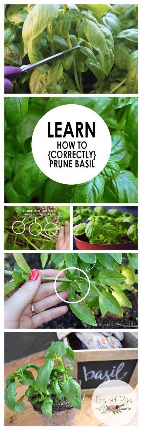 Learn How To Correctly Prune Basil Caring For Basil Plant Basil