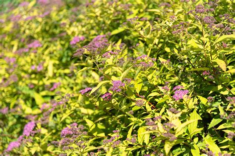 Gold Mound Spirea Care And Growing Guide