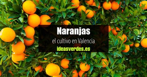 El Cultivo De La Naranja En Valencia Ideas Verdes