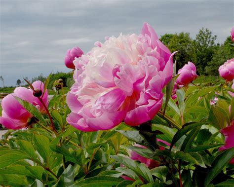 Peony Flowers For Sale Uk Pink And Yellow Peony Bulbs For Sale Butter