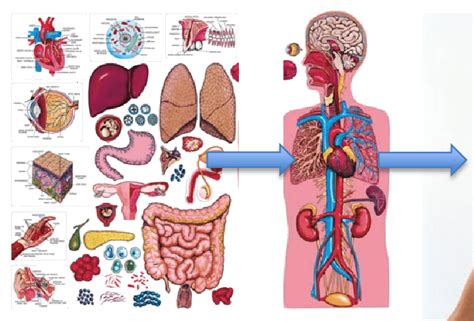 Metabolism Of A Human Body Download Scientific Diagram