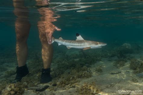 Life In The Shallows Becomes A Trap For Baby Sharks Jul Jcu Australia