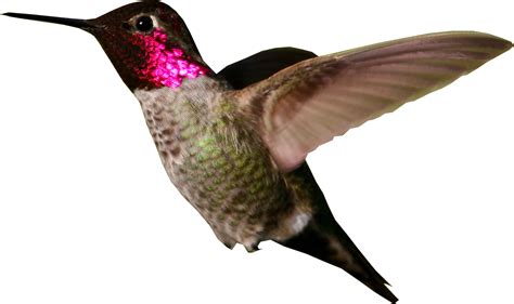 Hummingbird Png Transparent Image Download Size 1997x1184px