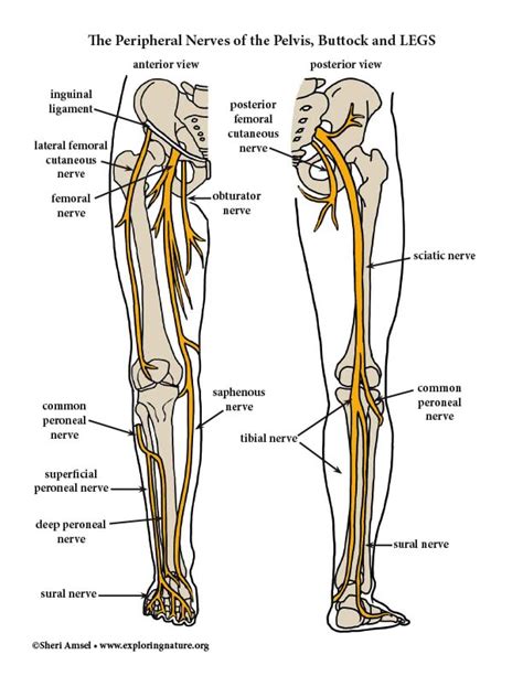 Lower Limb Nerve Anatomy Chart Anterior Human Body Nervous System The