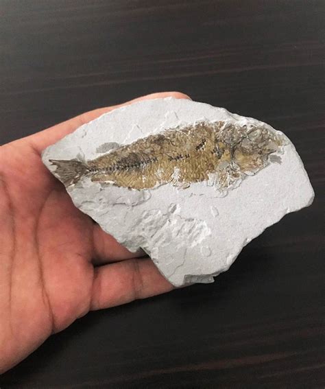 16 Million Year Old Fish Fossil Found In Western Turkeys Muğla Daily