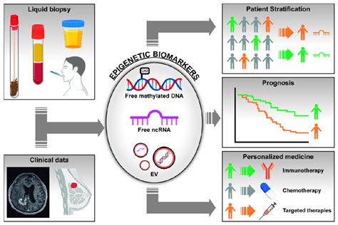 Cancers Free Full Text Cancer Epigenetic Biomarkers In Liquid