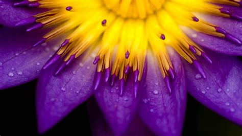 Purple Water Drops Lilies Flowers Wallpapers Hd Desktop And Mobile