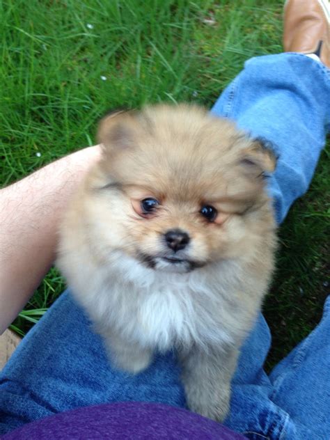 Treating puppy diarrhea at home (and when to worry). Copland comes home! 7 weeks | Pomeranian puppy, Pets, Puppies