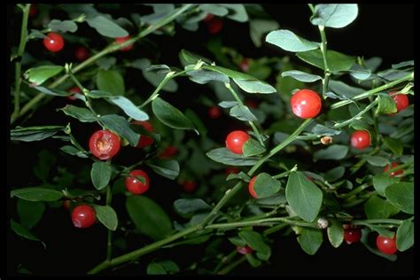 Calphotos Vaccinium Parvifolium Red Huckleberry