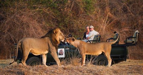 Lion South Luangwa Safari Wildlife Welgrow Travels Blog