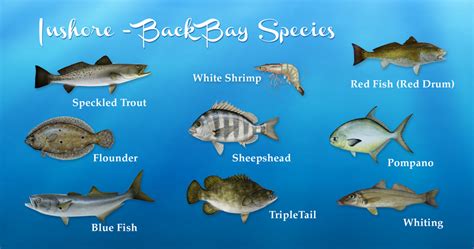The gulf of mexico's fishing opportunities are diverse, so it makes sense that there's a fair number of ways you can explore these pensacola: Coastal Alabama fish species including gulf of mexico ...