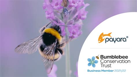 Team Payara Chooses The Bumblebee Conservation Trust As Its Charity Of