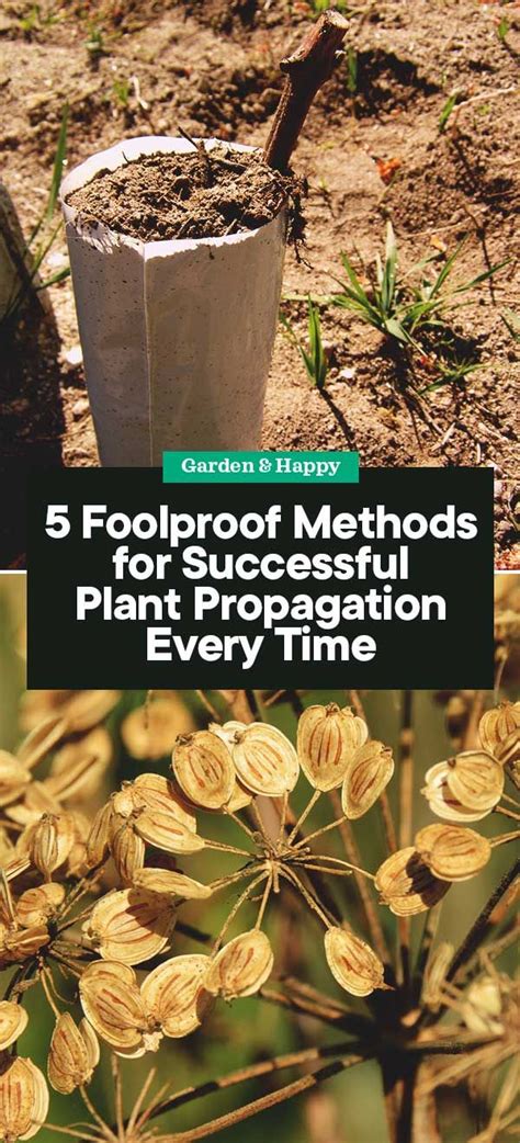 5 Foolproof Methods For Successful Plant Propagation Every Time