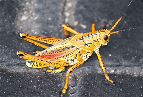 Gorgeous Bright Orange Cricket Insect Stock Image Image Of Legs Leap