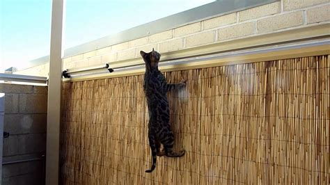 You can also use pvc pipe in the same fashion. Bengal Kitten vs Oscillot Cat Containment System - YouTube
