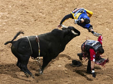 The Rodeo Circuit Bucking Bulls And Broken Bones Wbur News