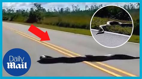Crazy Moment 15 Foot Long Burmese Python Snake Slithers Across Road In