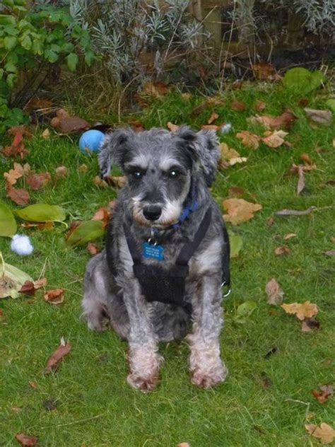 Esther 6 Year Old Female Miniature Schnauzer Dog For Adoption