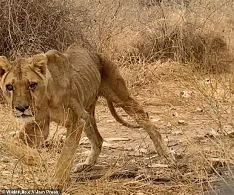 Sickening Footage Shows Emaciated Lions And Endangered Animals Left To