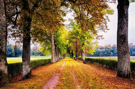 777344 4k Parks Roads Autumn Avenue Rare Gallery Hd Wallpapers