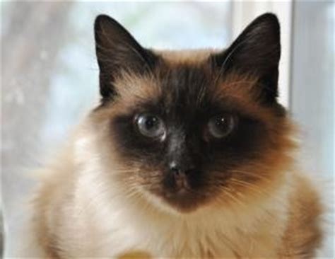 Colorado ragdoll kittens available for adoption. 54 best images about Ragdolls Up for Adoption on Pinterest ...