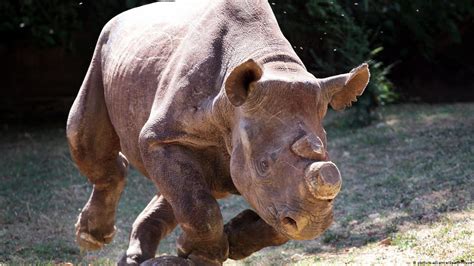 Drastic Steps To Protect Captive Rhinos Dw 03242017