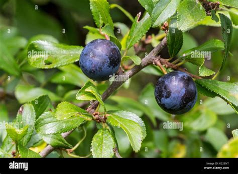 Blackthorn Sloe Prunus Spinosa Close Up Of Black Blue Berries