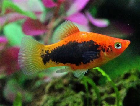 Platy Fish Colors Patterns And Fin Types