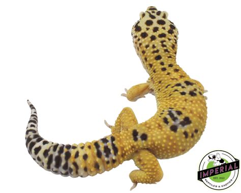 giant leopard gecko adult for sale imperial reptiles imperial reptiles and exotics