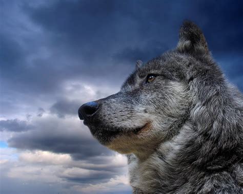 Check out this fantastic collection of hd wolf wallpapers, with 73 hd wolf background images for your desktop, phone or tablet. 47+ Awesome Wolf Wallpapers on WallpaperSafari