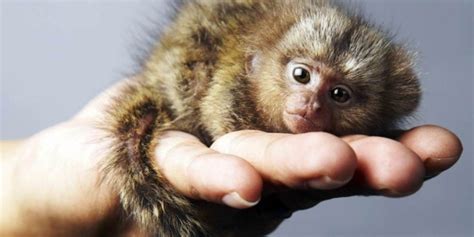 Smallest Mammals In The World 15 Tiniest Mammals Ranked ️