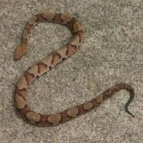 Copperheads Spotted On Base Dobbins Air Reserve Base Article Display