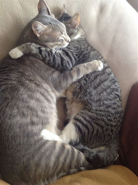 Cuddle Animals Cats Cuddling