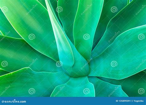 Green Agave Plant Close Up Background Stock Image Image Of Botany