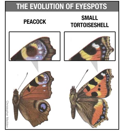 The Evolution Of Butterfly Eyespots Weirder Than You Think