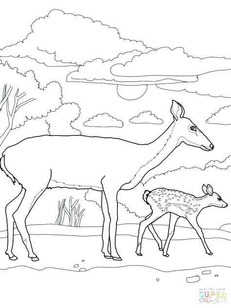 Deer coloring blacktail mule super printable #10558840. Realistic Deer Coloring Pages at GetColorings.com | Free printable colorings pages to print and ...