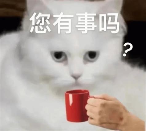 猫咪 猫咪淡定喝茶，疑惑询问，您有事吗表情包图片动图 求表情网斗图从此不求人