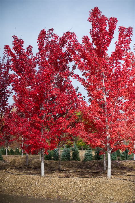 Maple October Glory Red For Sale In Boulder Colorado