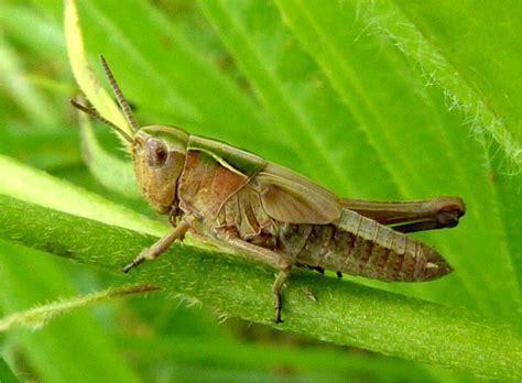 Insects Of Scotland Grasshoppers