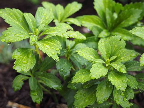 Japanese Pachysandra Useful Spurge Ground Cover