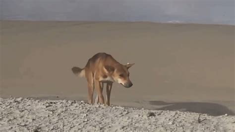 Kgari Fraser Island Qld Girl Attacked By Dingo At Waddy Point Beach