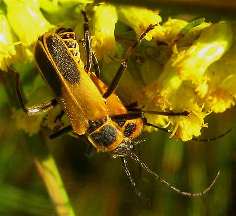 Goldenrod Soldier Beetles Chauliognathus Pensylvanicus Bugguidenet