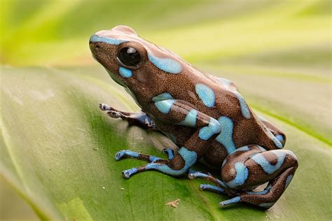8 Poison Dart Frog Species That You Can Keep At Home Reptile Advisor