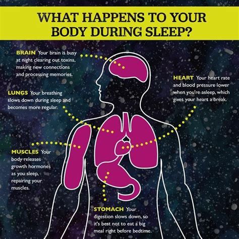 What Happens To Your Brain And Body During Sleep Sleep Quality Update